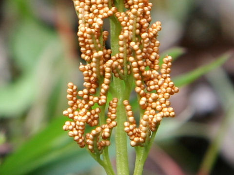 Botrychium ternatum