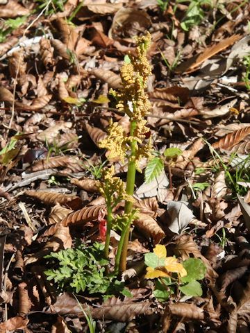 Botrychium ternatum