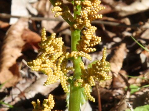 Botrychium ternatum