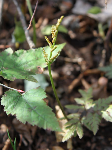 Botrychium ternatum