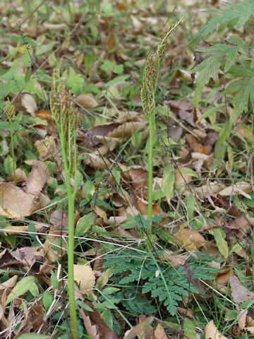 Botrychium ternatum