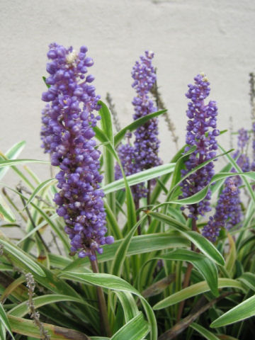 Liriope platyphylla cv. Variegata