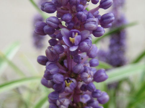 Liriope platyphylla cv. Variegata