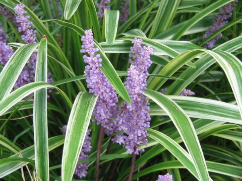 Liriope platyphylla cv. Variegata