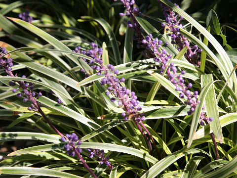 Liriope platyphylla cv. Variegata