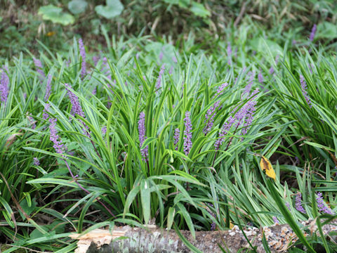 Liriope platyphylla cv. Variegata