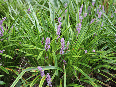 Liriope platyphylla cv. Variegata