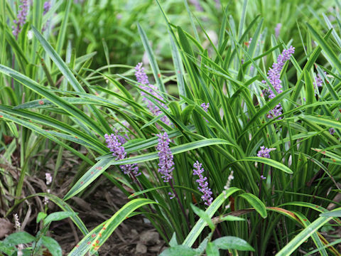 Liriope platyphylla cv. Variegata