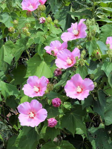 Hibiscus mutabilis