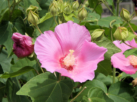 Hibiscus mutabilis