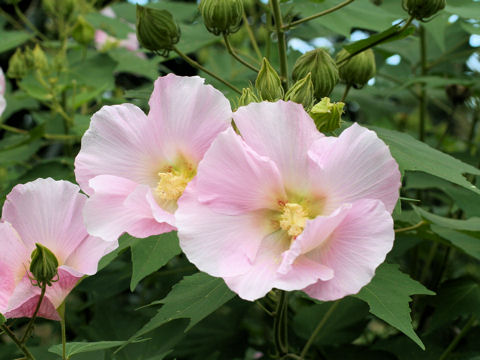 Hibiscus mutabilis