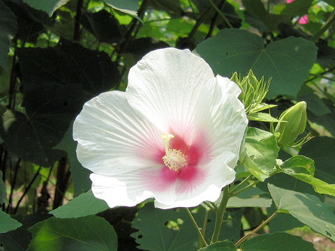 Hibiscus mutabilis