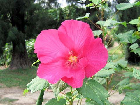 Hibiscus mutabilis