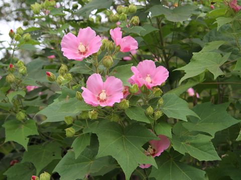 Hibiscus mutabilis