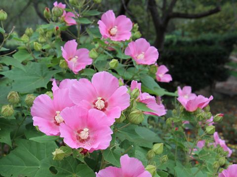 Hibiscus mutabilis