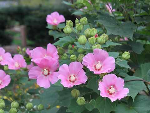 Hibiscus mutabilis