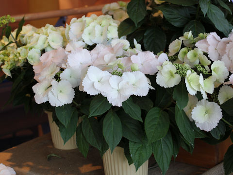 Hydrangea x cv. Spring Angel Frill Elegance