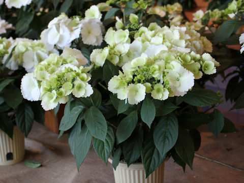 Hydrangea x cv. Spring Angel Frill Elegance