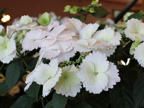 Hydrangea x cv. Spring Angel Frill Elegance