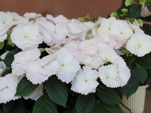 Hydrangea x cv. Spring Angel Frill Elegance