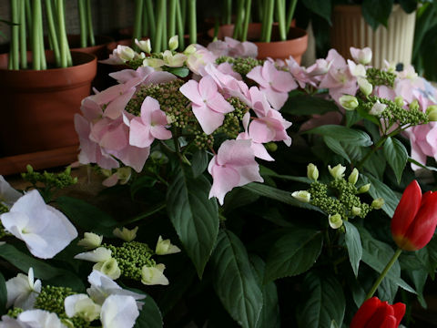 Hydrangea x cv. Spring Angel Frill Elegance