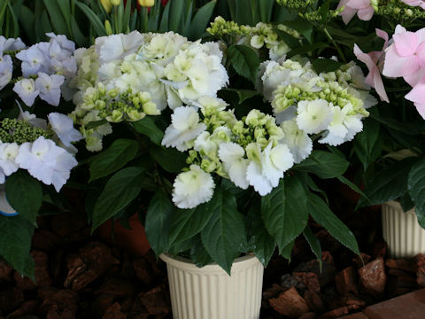 Hydrangea x cv. Spring Angel Frill Elegance