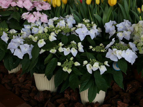 Hydrangea x cv. Spring Angel Frill Elegance