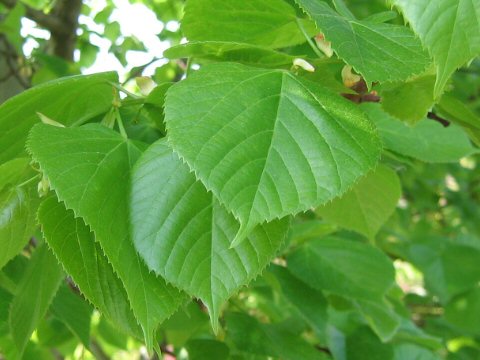 Tilia cordata