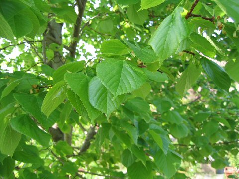 Tilia cordata