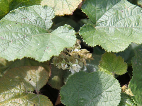 Rubus buergeri