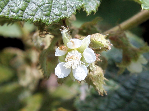 Rubus buergeri