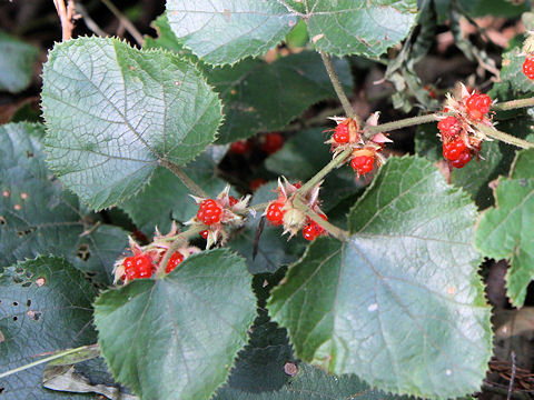 Rubus buergeri