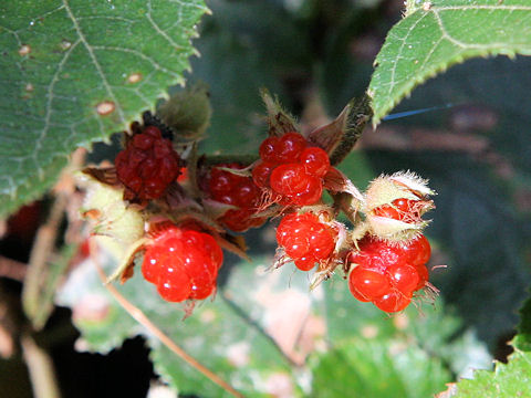 Rubus buergeri