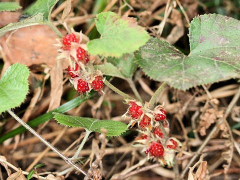 Rubus buergeri