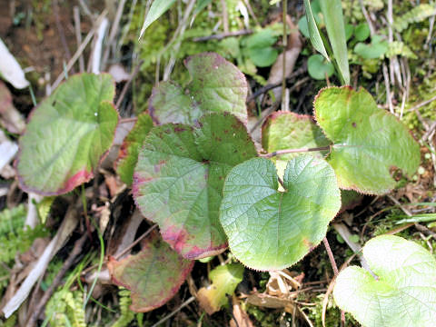 Rubus buergeri