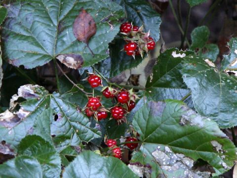 Rubus buergeri