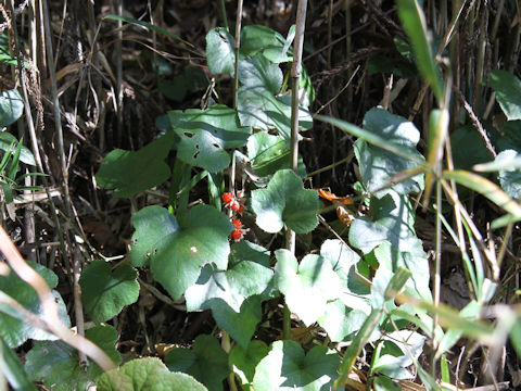 Rubus buergeri