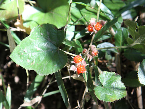 Rubus buergeri