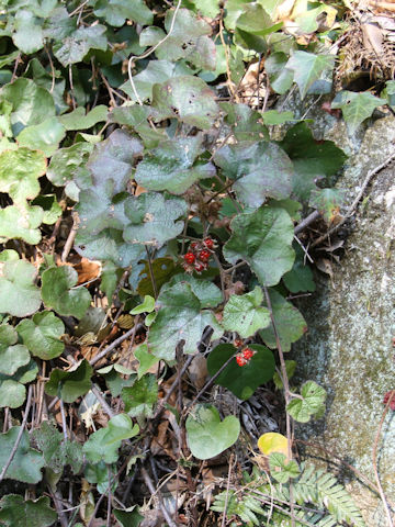 Rubus buergeri