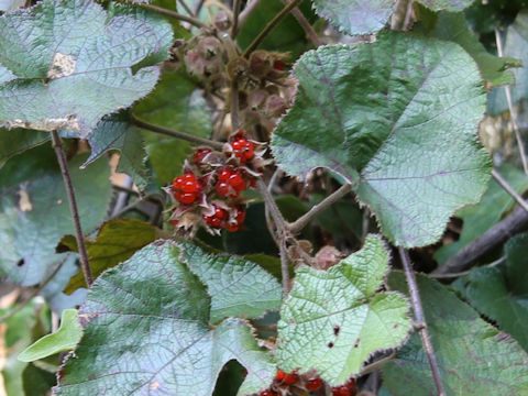 Rubus buergeri