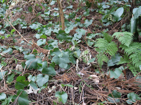 Rubus buergeri