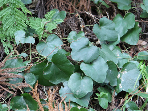 Rubus buergeri