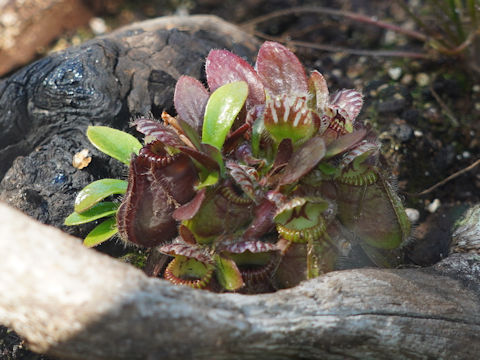 Cephalotus follicularis