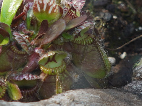 Cephalotus follicularis