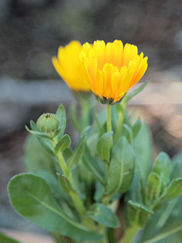 Calendula sp.