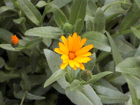 Calendula sp.