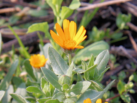 Calendula sp.