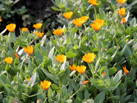 Calendula sp.