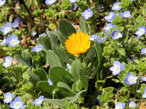 Calendula sp.