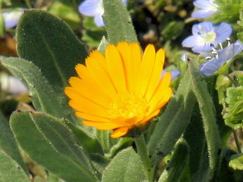 Calendula sp.